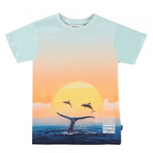 Molo Raul Boys' T Shirts Tops Ocean Smile | ZA0000631