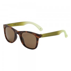 Molo Smile Sunglasses Baobab | ZA0000992